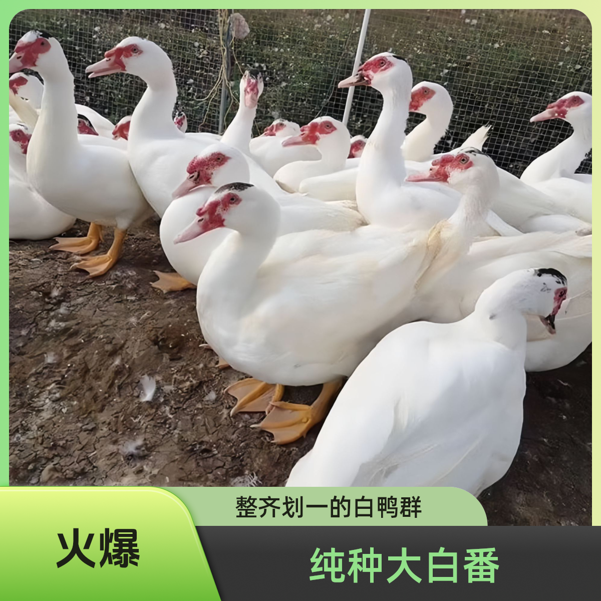 宠物鸭纯种一斤大种白番鸭红脸鸭鸳鸯鸭西洋鸭黄鸭鸭宠物严选