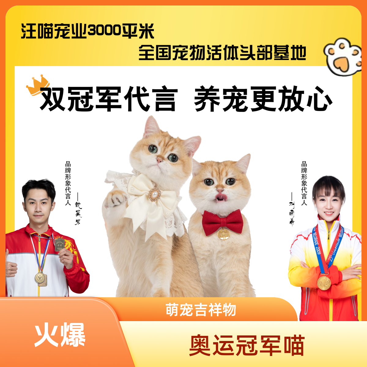 【汪喵宠业】纯品种猫咪萌宠性格好新手养猫全品种精品猫