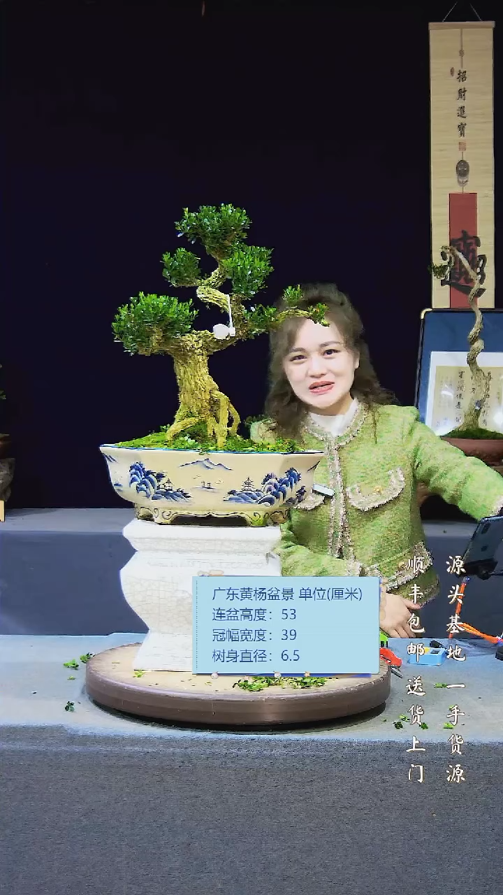 【闪购商品】雀舌黄杨盆景雀舌黄杨盆景