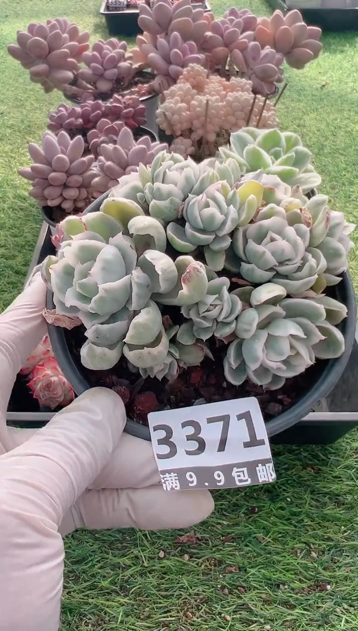 【闪购商品】信福多肉一物一拍