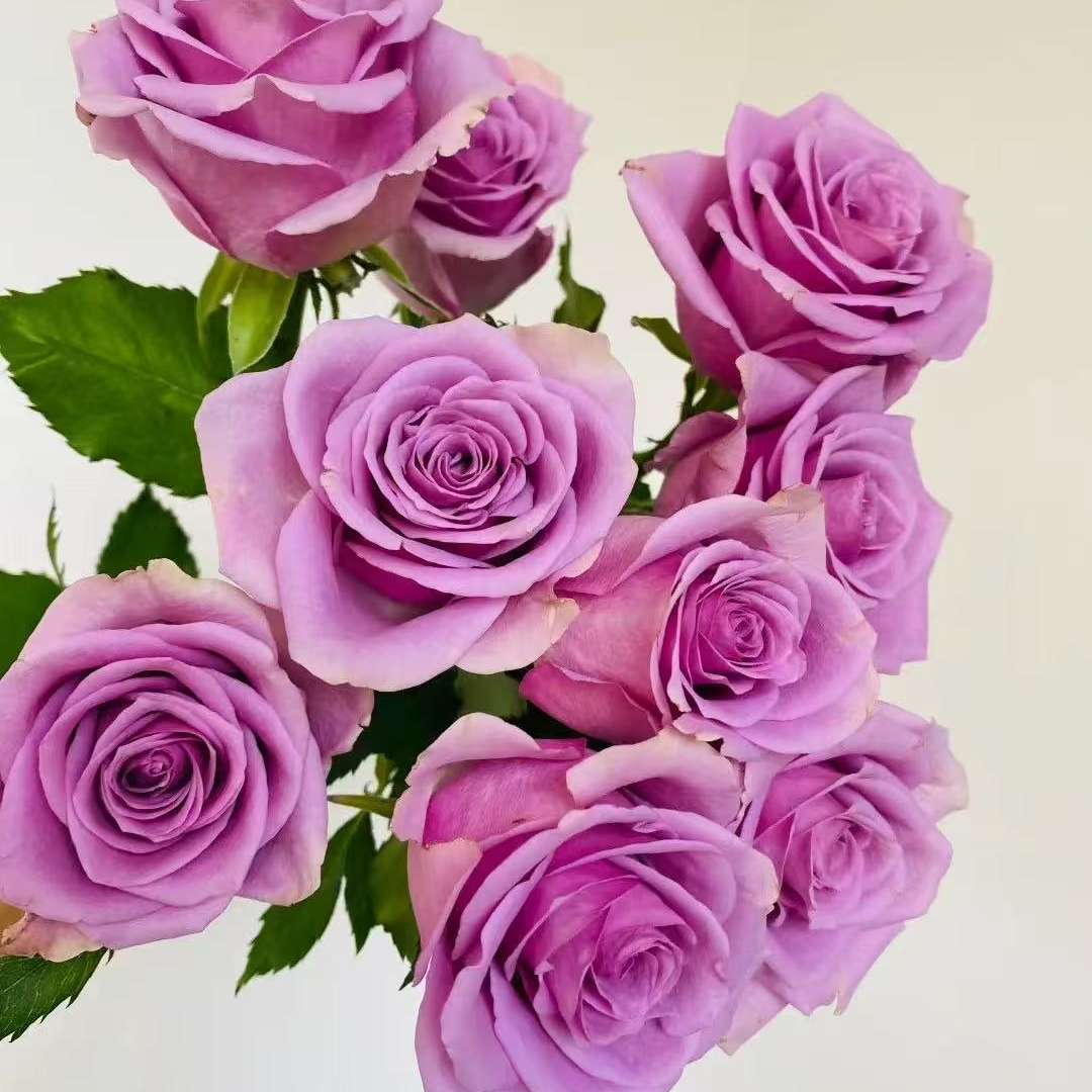 【紫霞】云南鲜花基地温度0°需拍保温棉玫瑰拍三单送花瓶