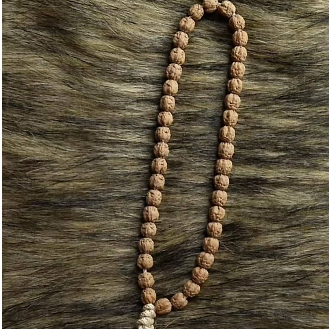 【明台】2025年新货【原桩】原生态一代高桩盘龙佛手小金刚【单圈】