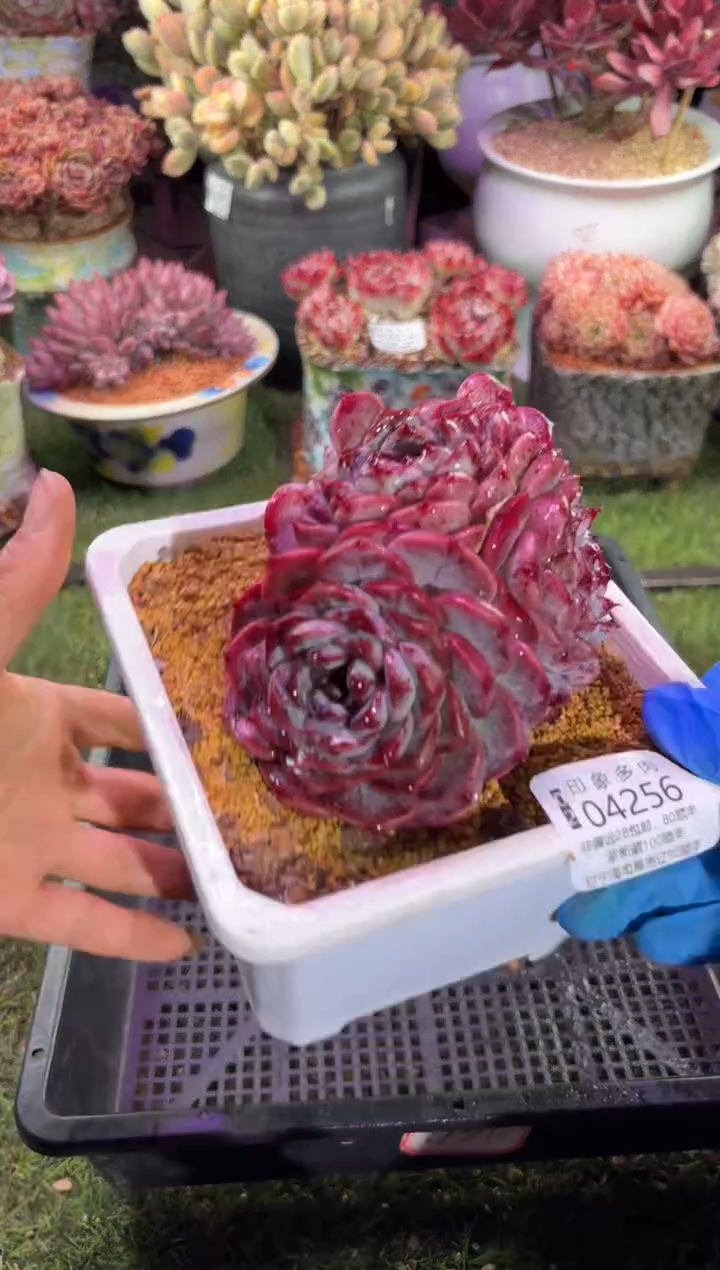 【闪购商品】04256