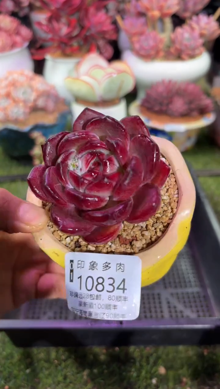 【闪购商品】10834