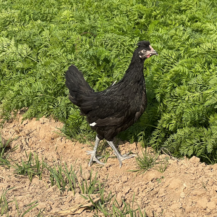 M【顺丰包邮】一斤半重京粉8号土鸡青脚黑脚黑凤鸡土鸡下蛋鸡宠物