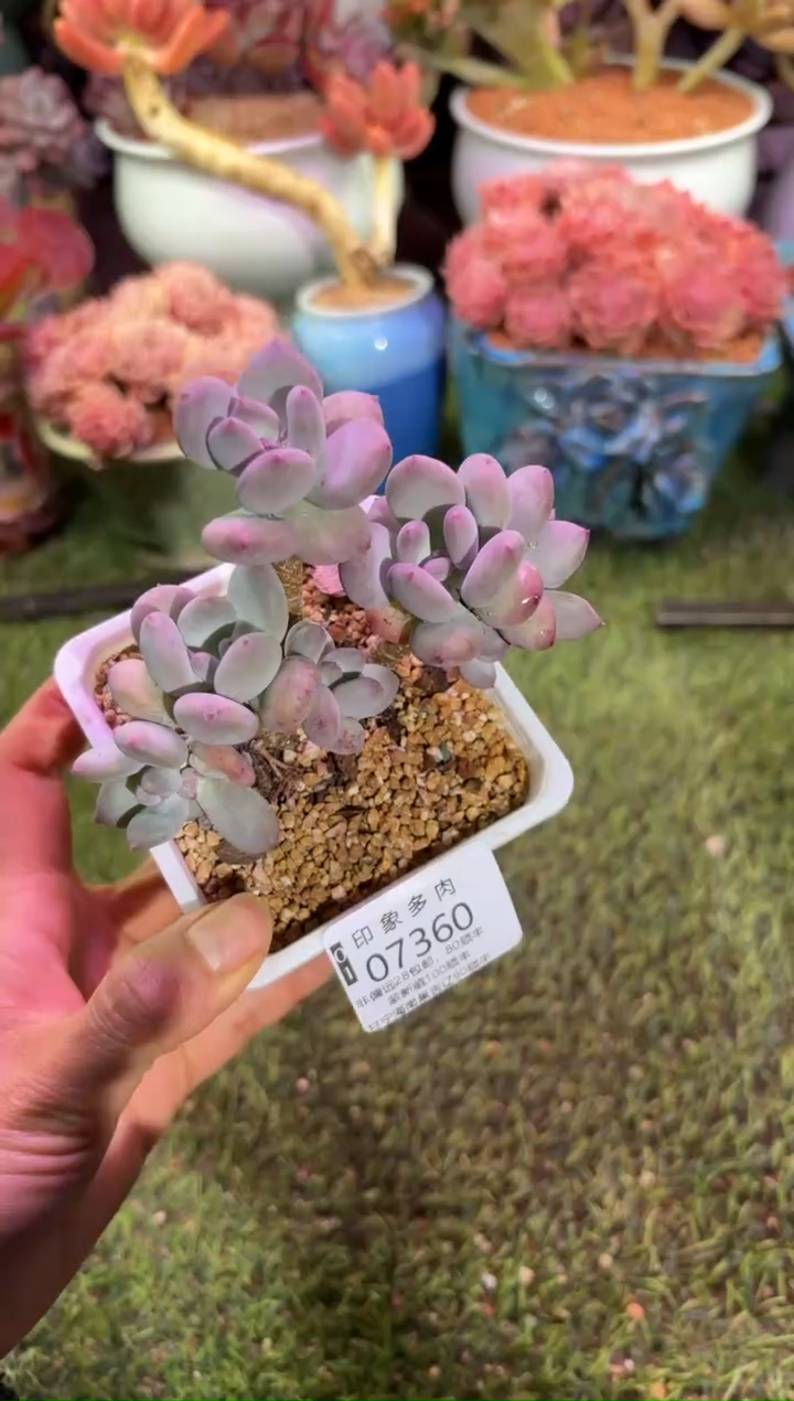 【闪购商品】07360