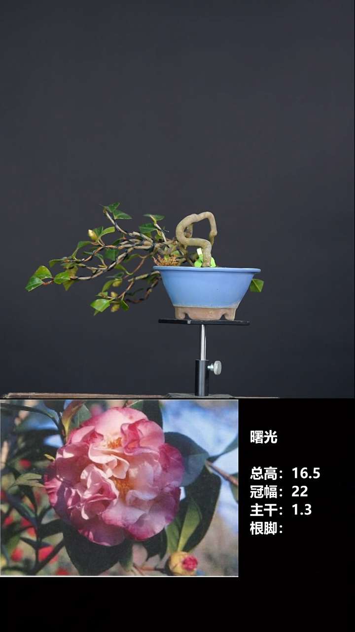 无花朵海曙光-G7556