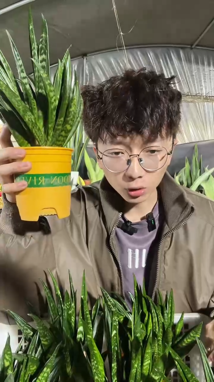 贝壳带盆土10厘米盆15.8