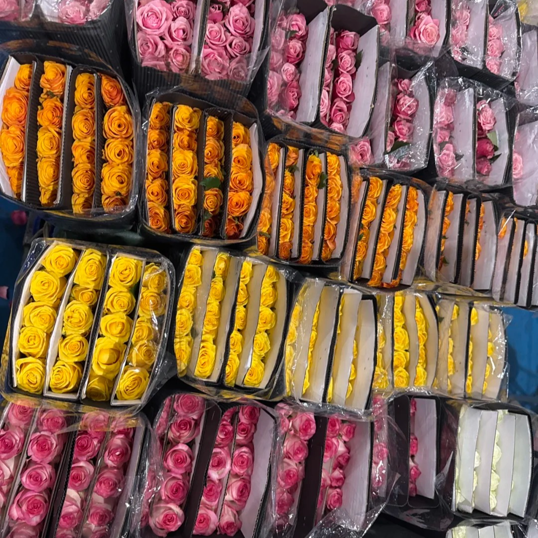 【拉新福利/新人必拍A/B】山东玫瑰 顺丰包邮 