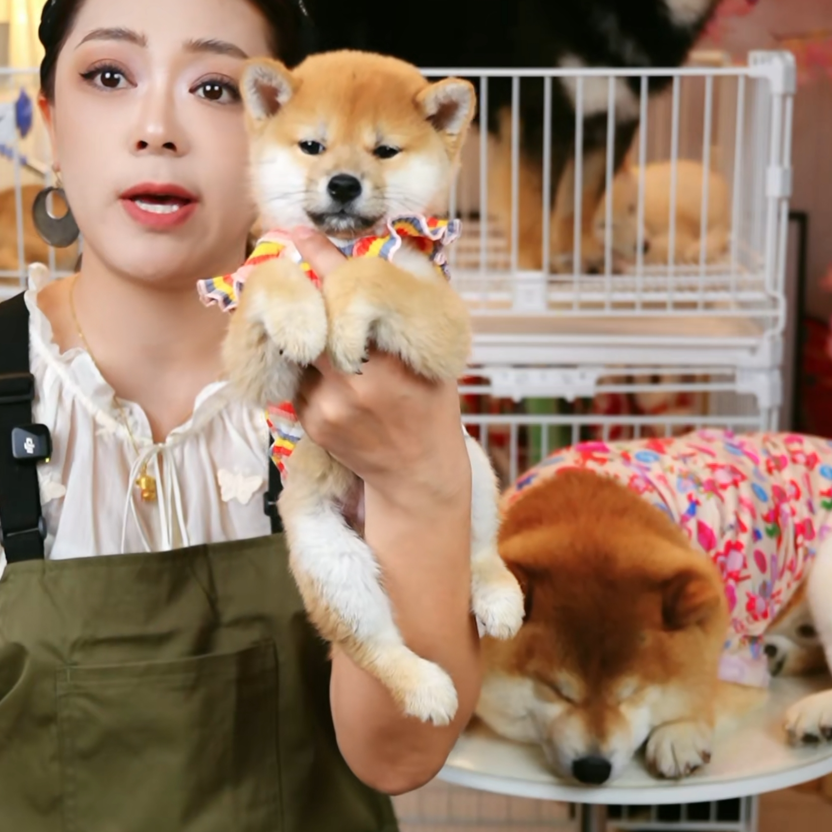 【雪饼弟弟】赤柴豆柴黑柴白柴狗狗幼犬纯种双血统宠物