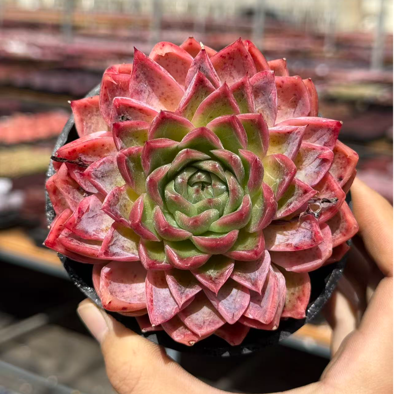 10#瑛姑多肉植物 前男友精品多肉  SM0196