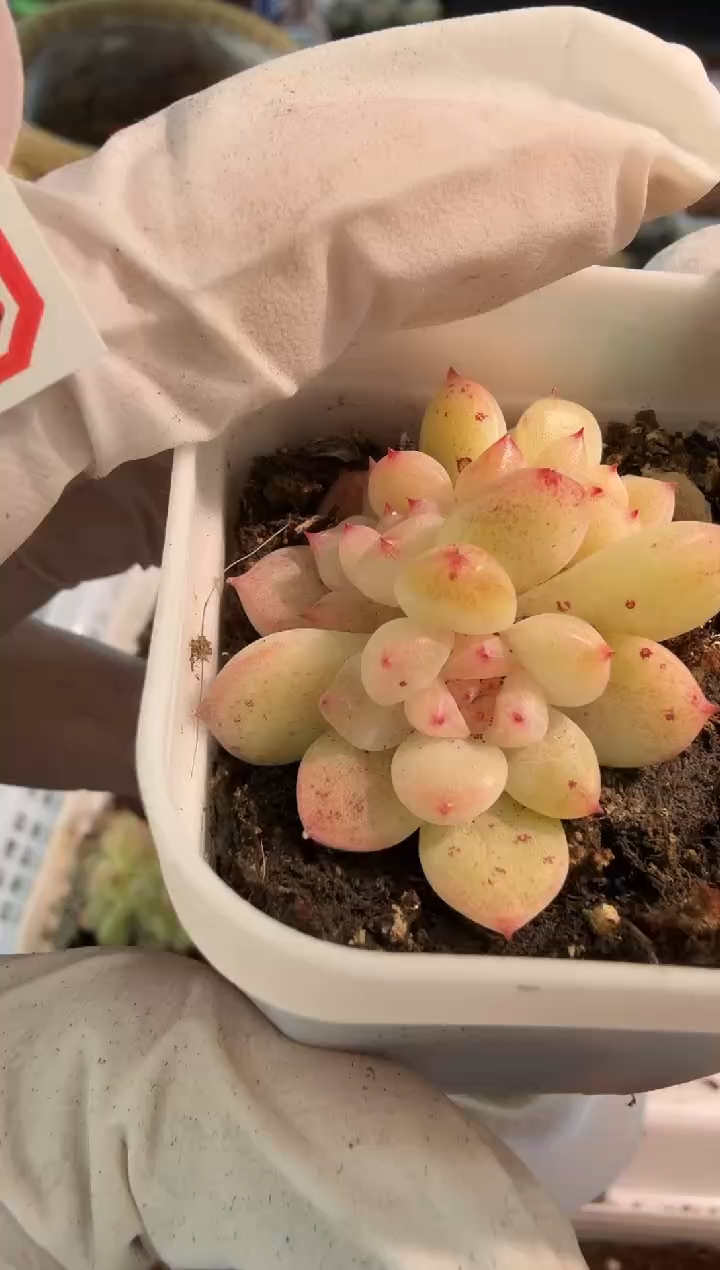 舟舟T1/三头五方一盆 量拍混发