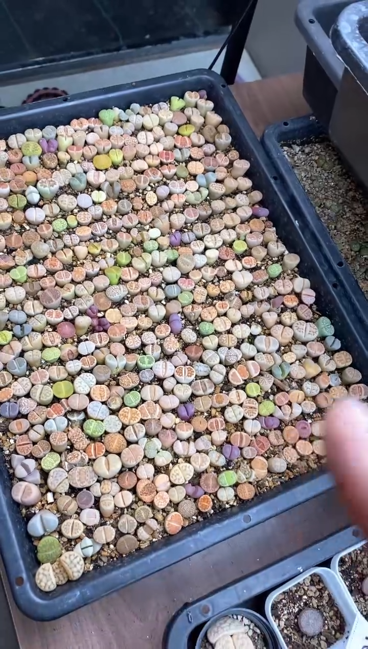 【闪购商品】直播间一物一拍7111