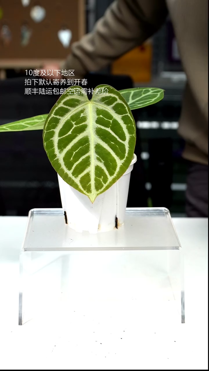 完全开放040-闪烁 