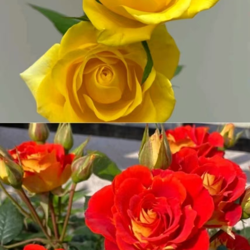 加仑盆装月季盆栽地栽四季开花