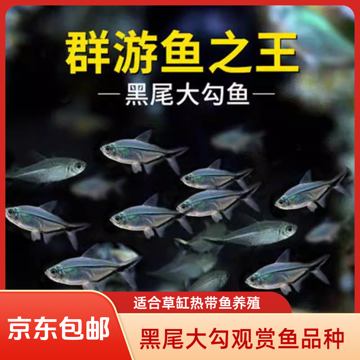 黑尾大勾观赏鱼草缸热带鱼活体小型灯科鱼可混养耐活