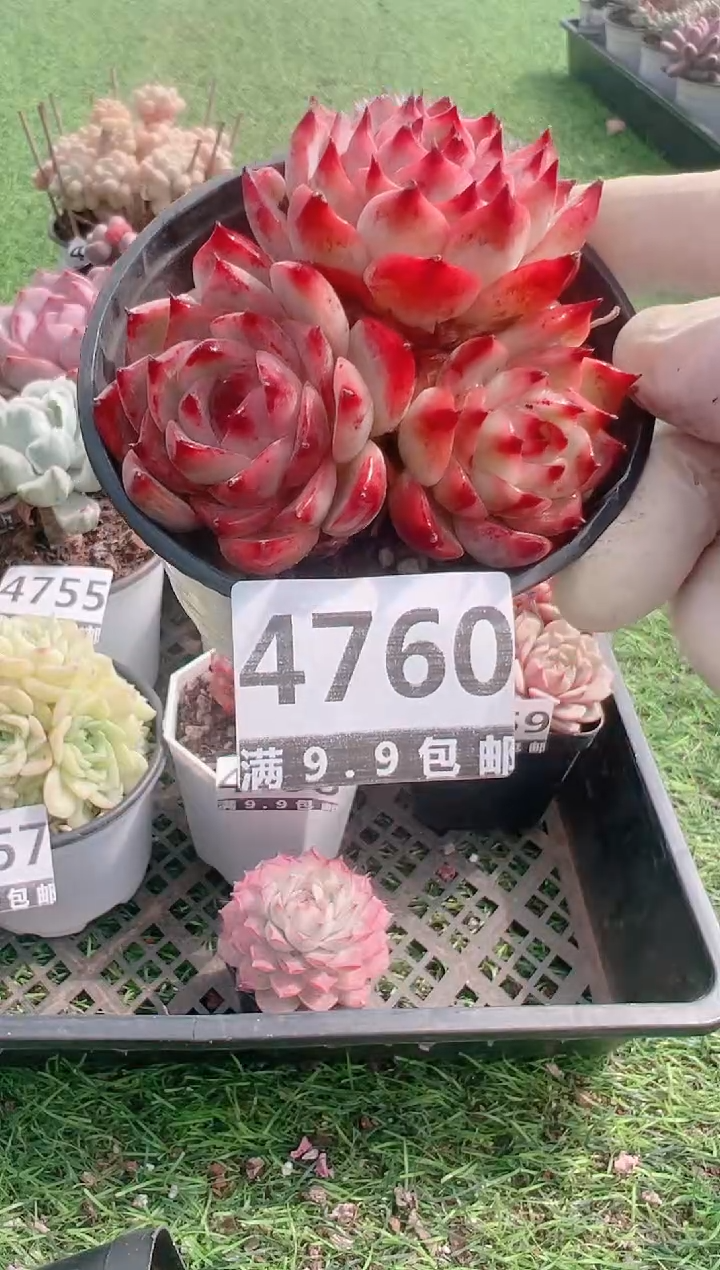 【闪购商品】信福多肉一物一拍