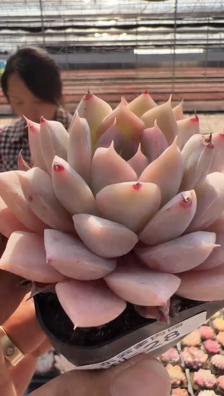 【闪购商品】福利-28