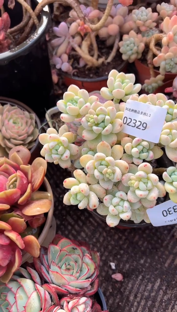 无*多肉植物一物一拍02330