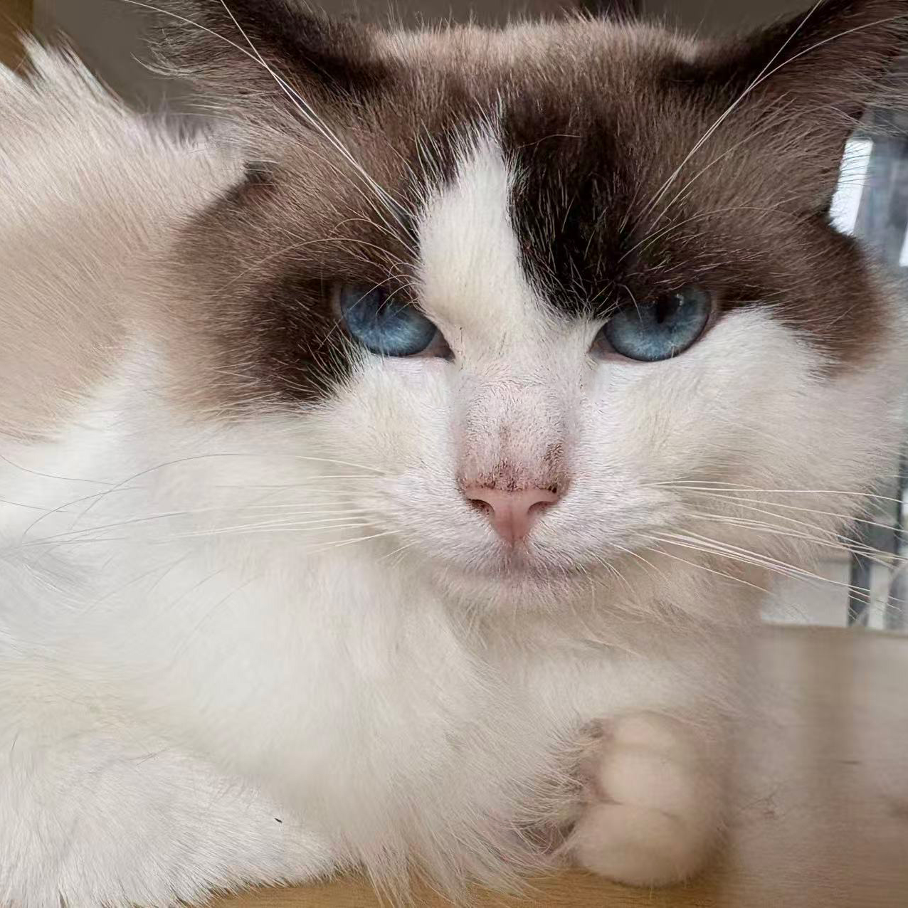 猫舍寄售旧脸版布偶猫一岁左右