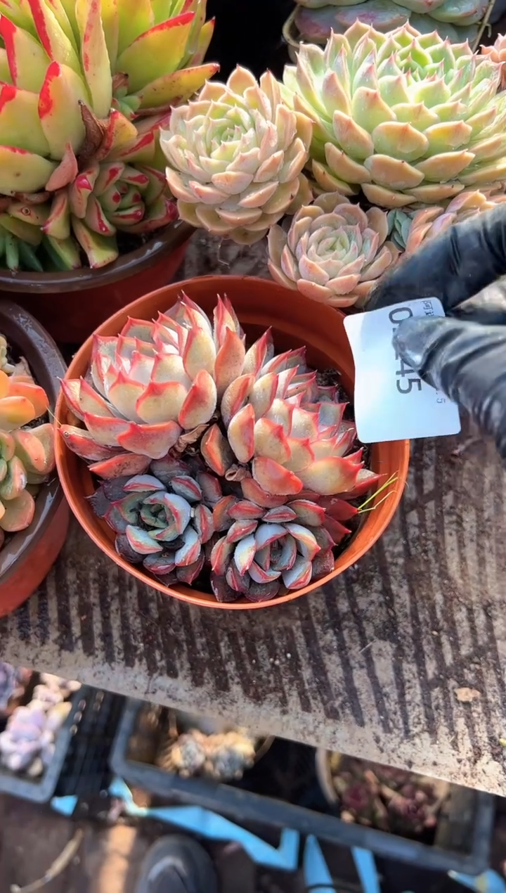 七*多肉植物一物一拍05245