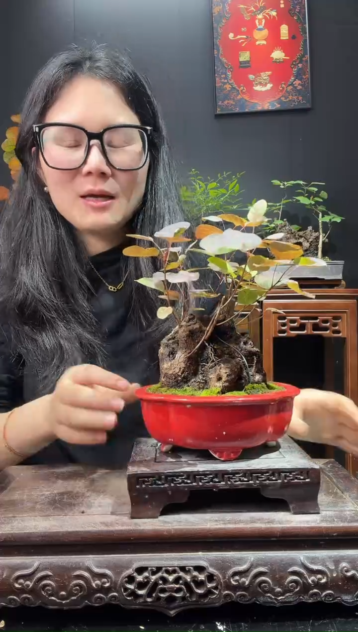 完全开放黄栌000