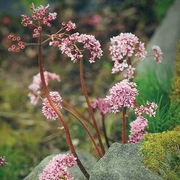 石头花老桩，一物一拍