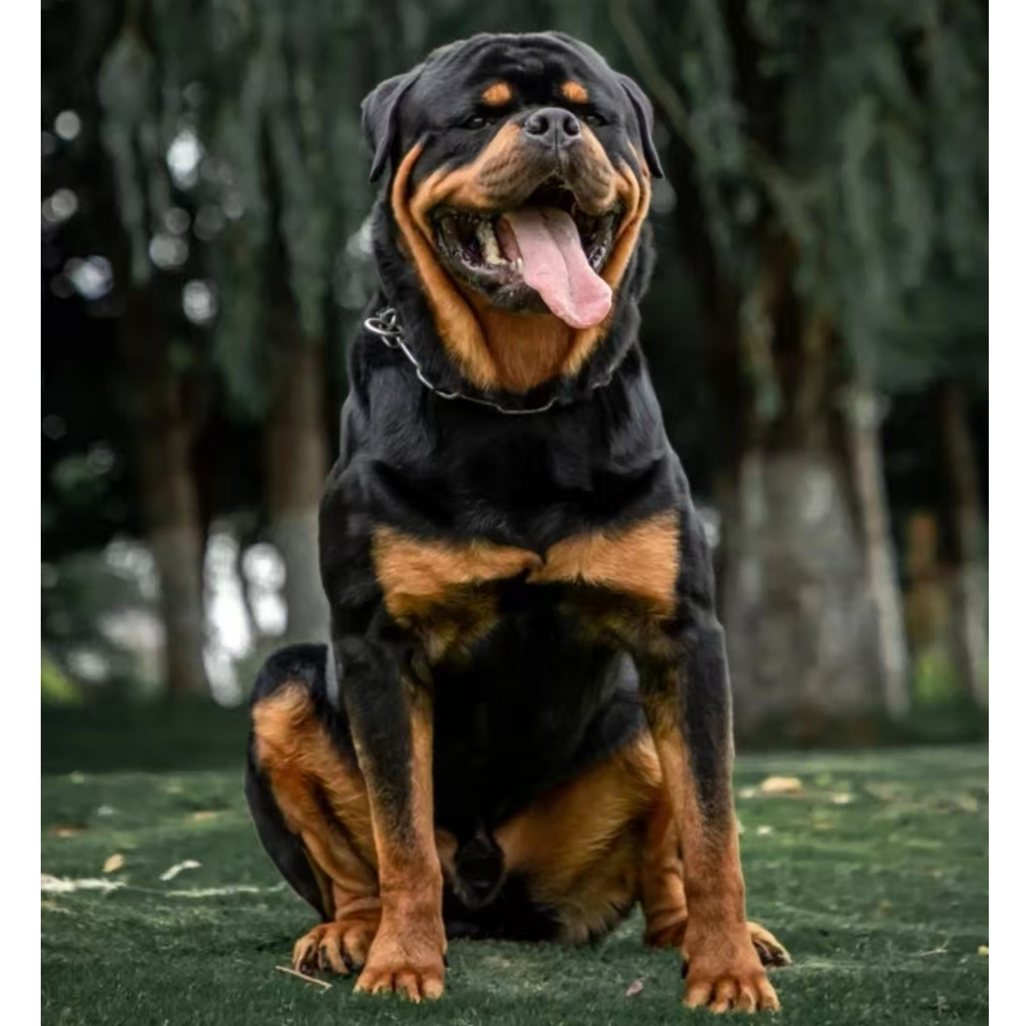 （茗星护卫犬）狗狗活体