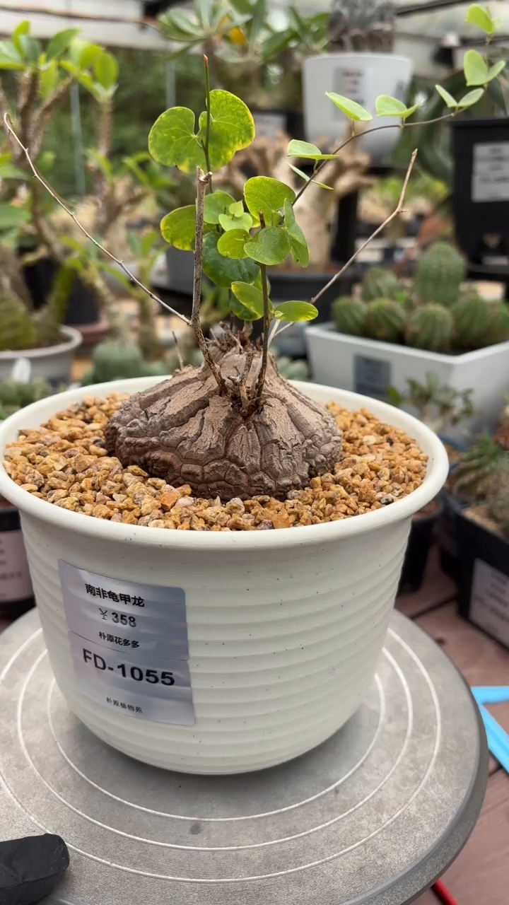 南非龟甲龙FD-1055