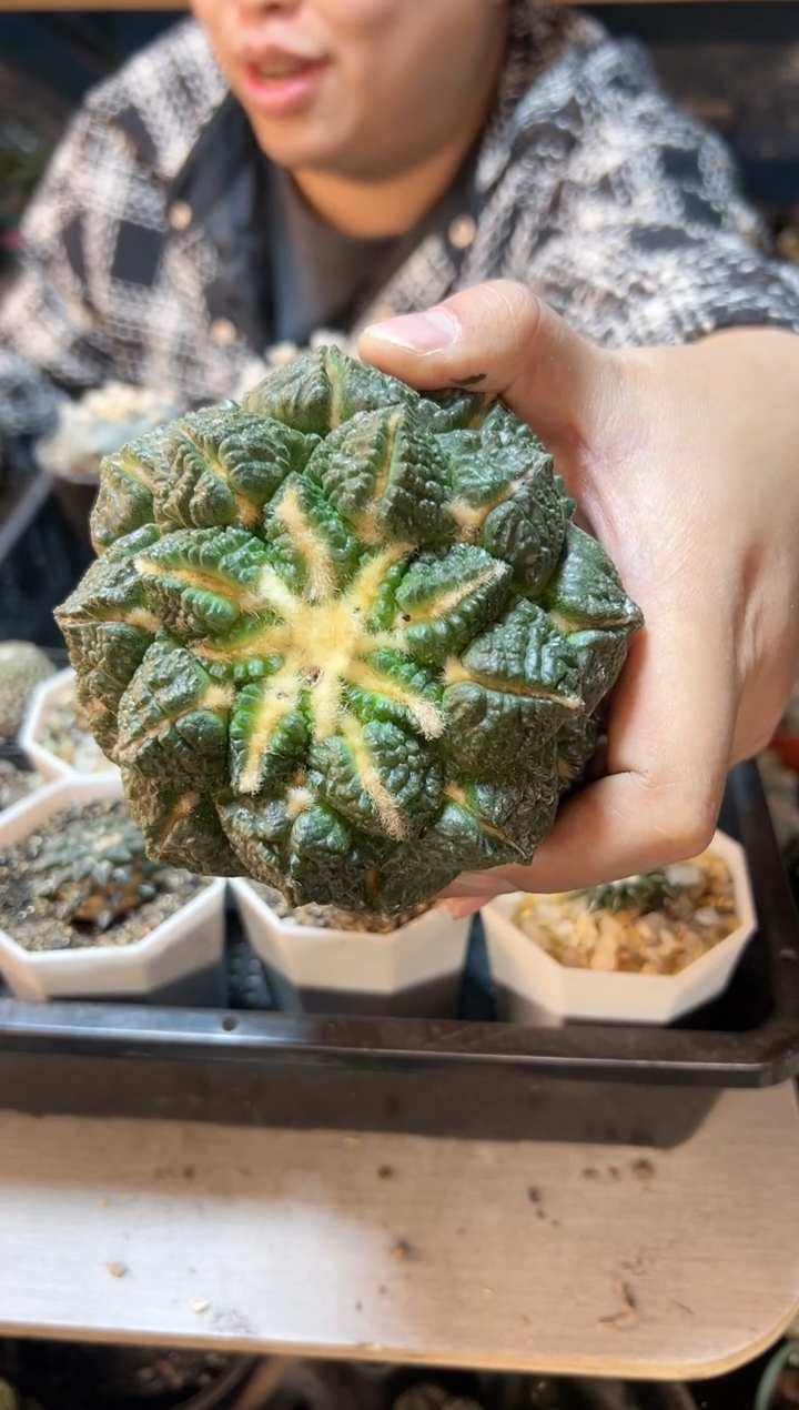 【闪购商品】19号龟甲连山无根11公分