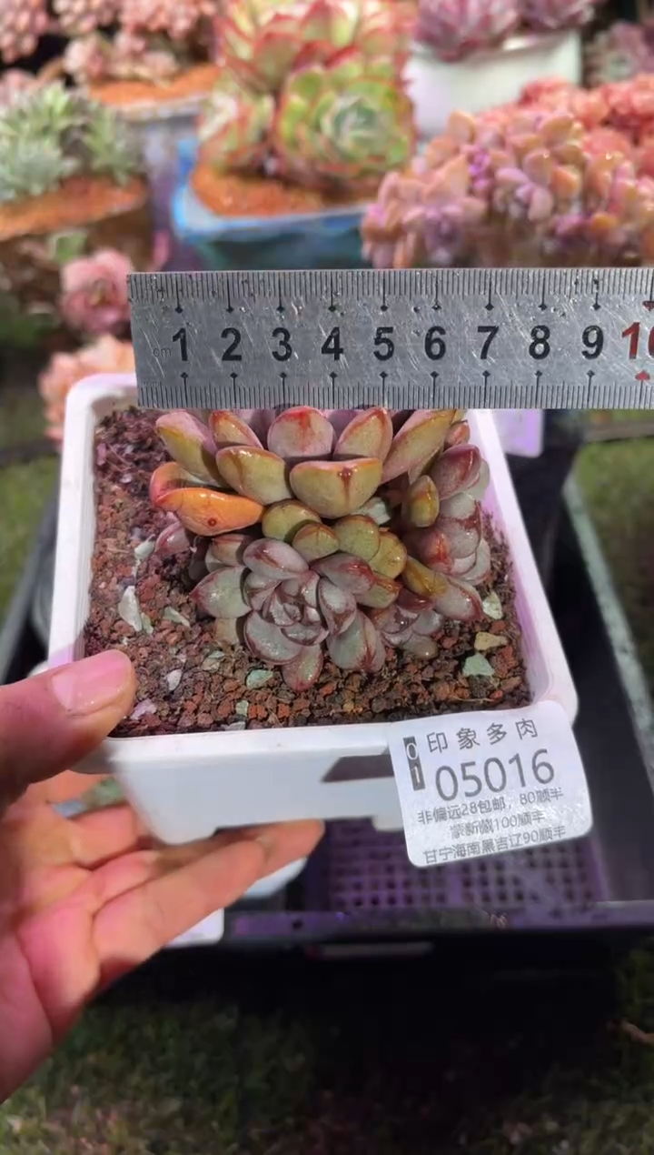 【闪购商品】05016