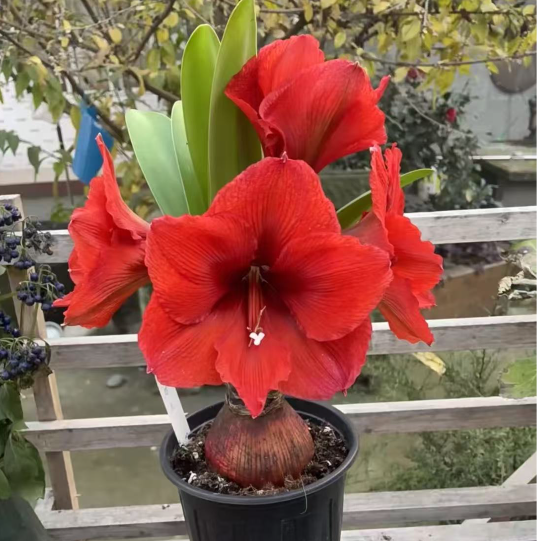 现货 单瓣【红郡主】朱顶红种球