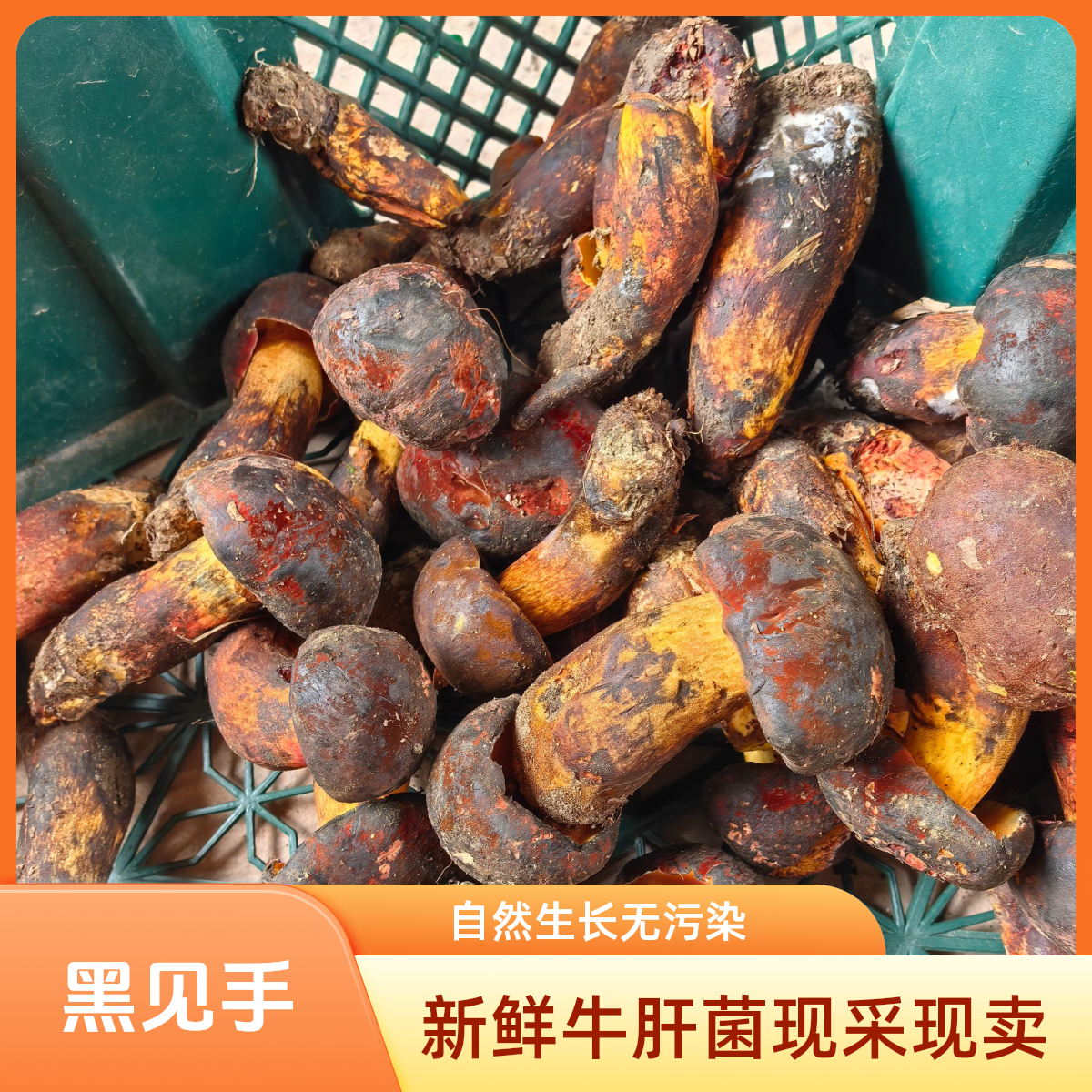 四川大巴山野生黑见手青牛肝菌新鲜高品质食用菌