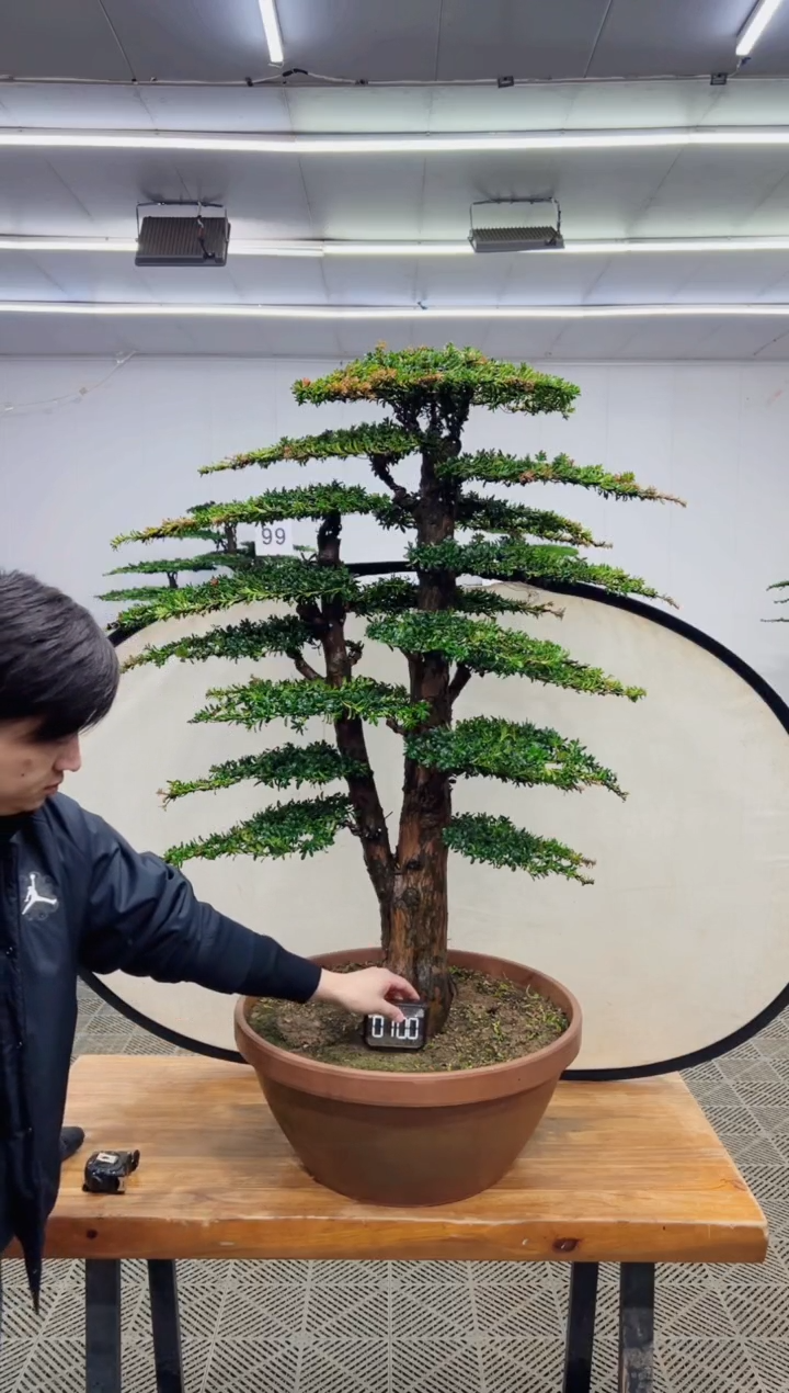 无花朵造型盆景一物一拍