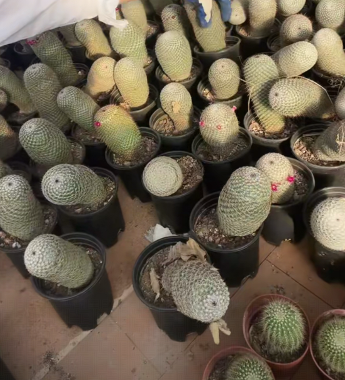 二妹园艺【 1颗  希望丸 带花苞 实生根 】带盆土随机发货