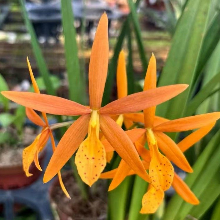 棒叶卡特Pcv. Golden Peacock 金孔雀开花苗白拉索室内办公室洋兰