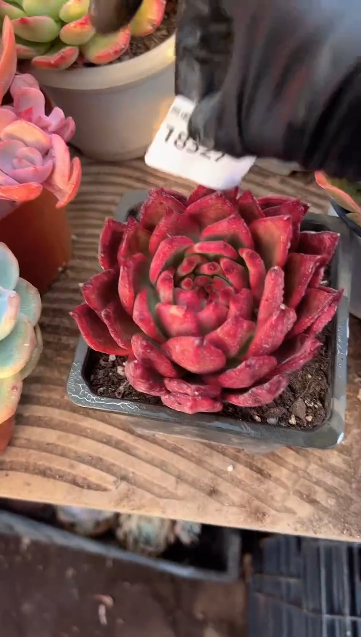 小****8多肉植物一物一拍18327