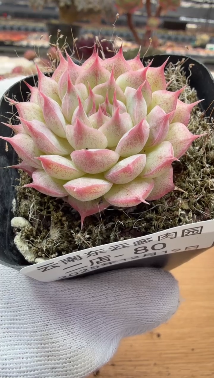 东云多肉园二店-80