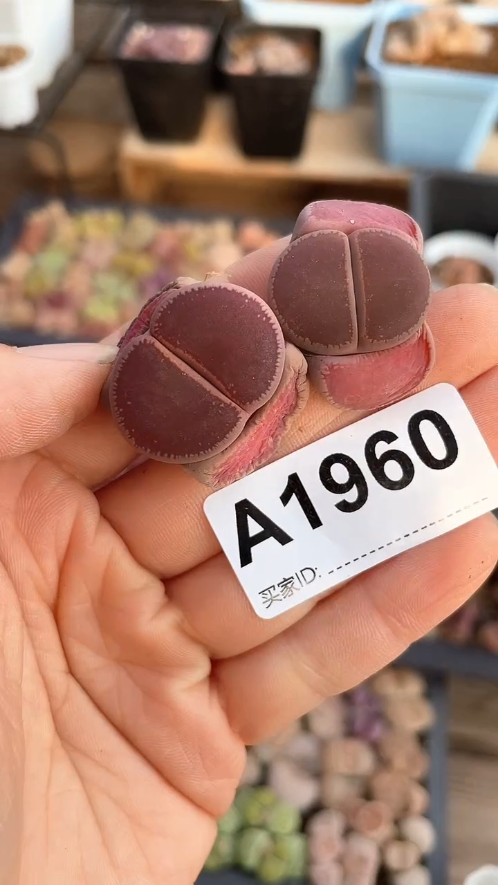 【闪购商品】1960直播一物一拍