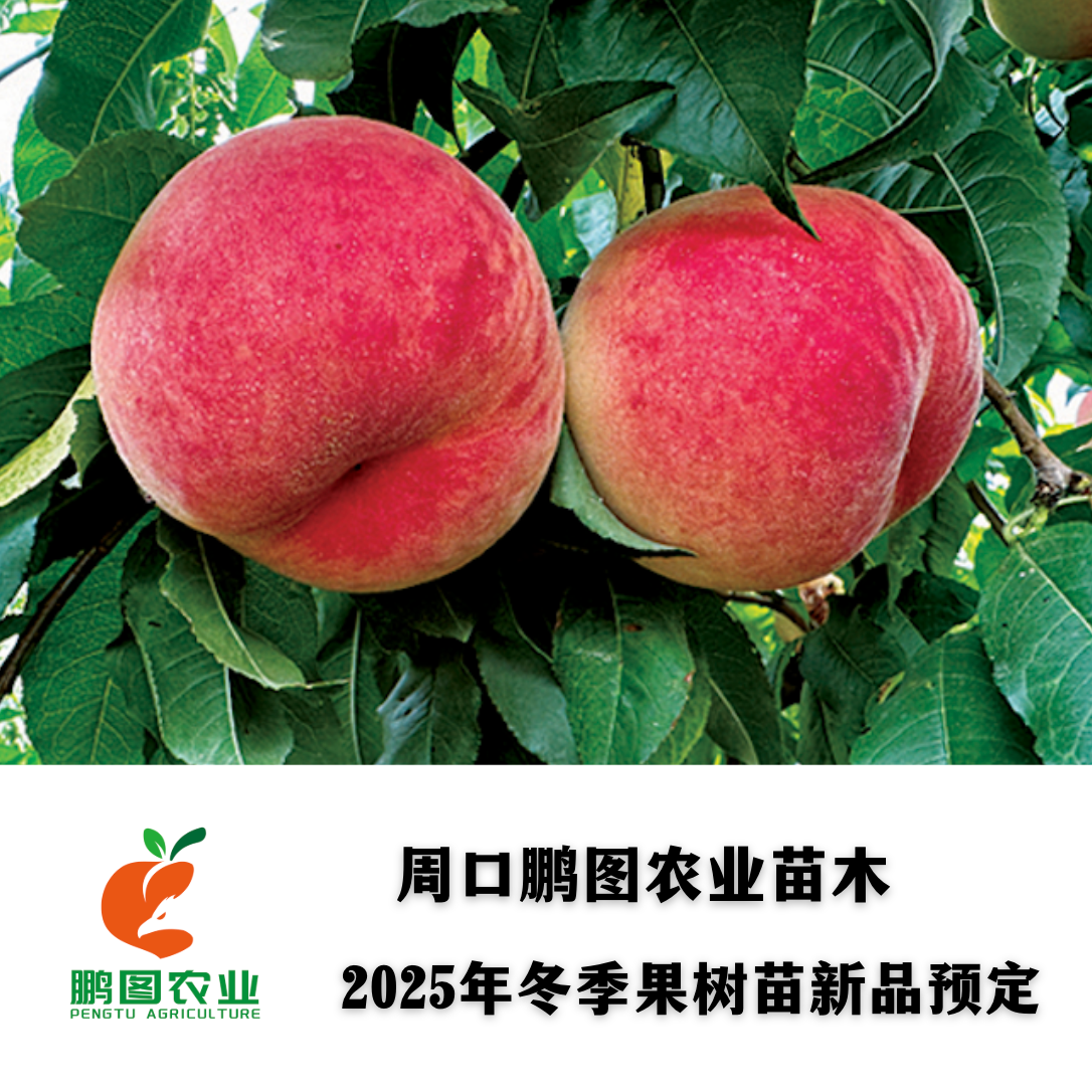 中桃颜玉7 7月上旬白肉毛桃不套袋大果型 酥脆浓甜硬溶质货架期长