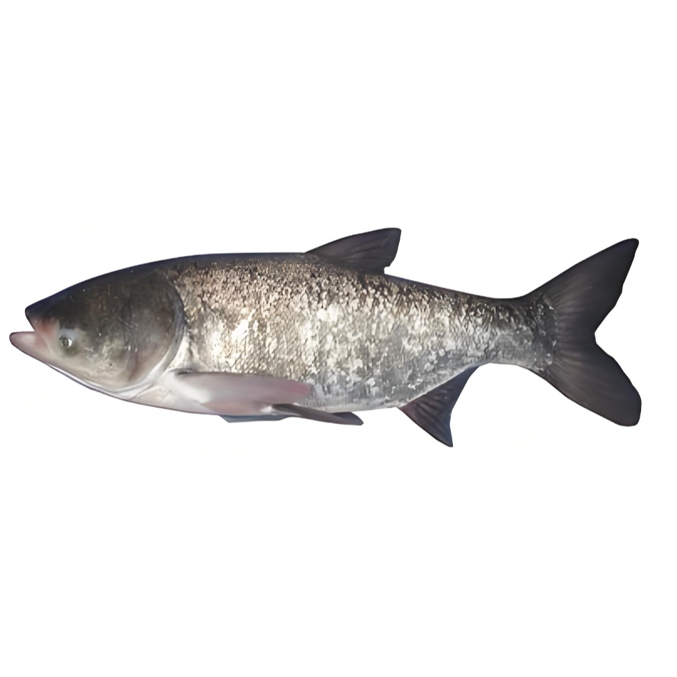 冰鲜现捞花鲢鱼大头鱼净化水质环境好养