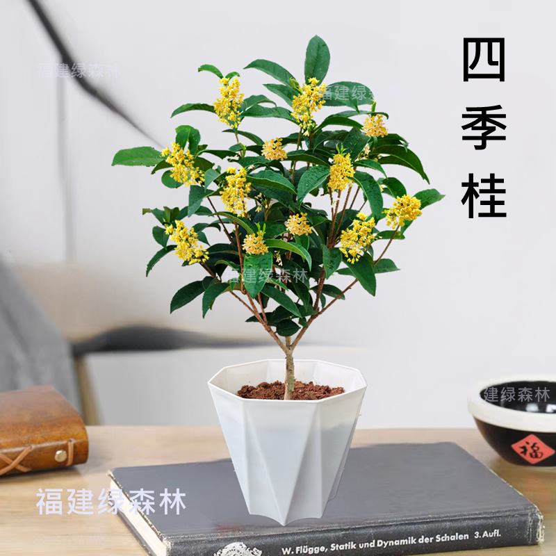 四季桂花树苗带花苞浓香型盆栽室内外四季开花花卉阳台好养易活