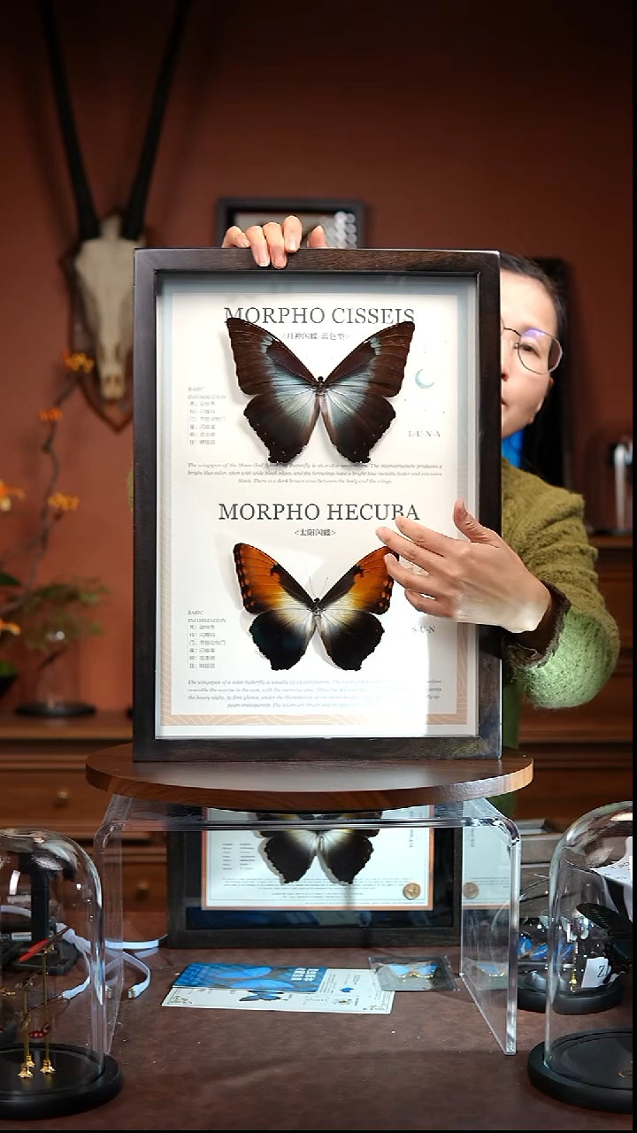 Z195太阳P亚月神P亚日月同辉竞拍（香樟木框低反玻璃）