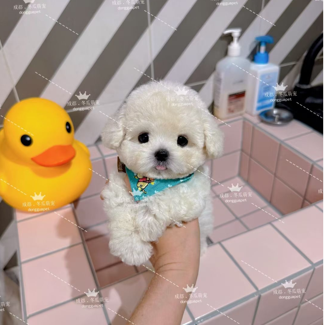 成都冬瓜萌宠小型犬马尔泰/泰迪熊/比熊/泰迪/雪纳瑞/博美/约克夏
