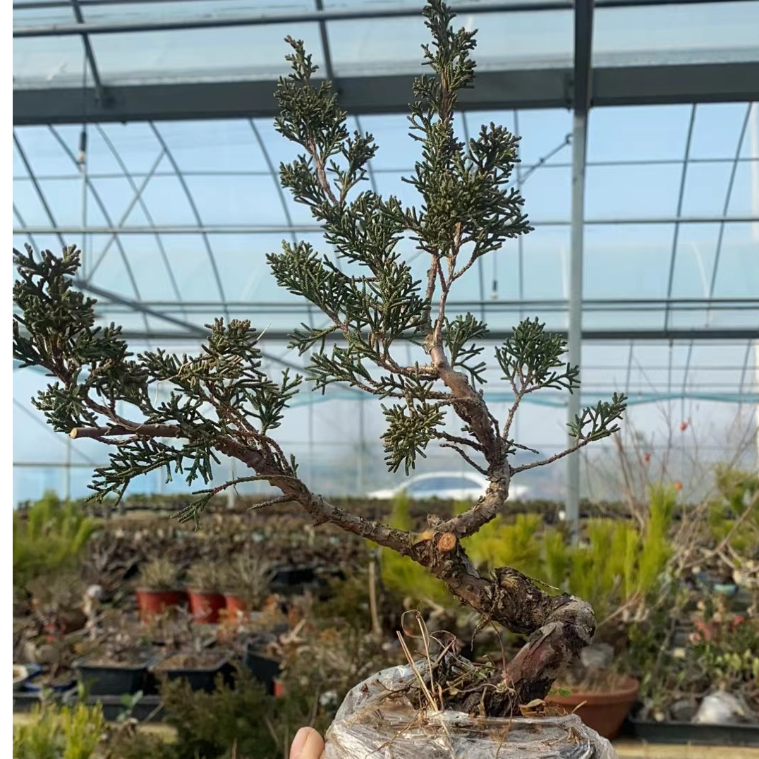 济州真柏老桩盆景