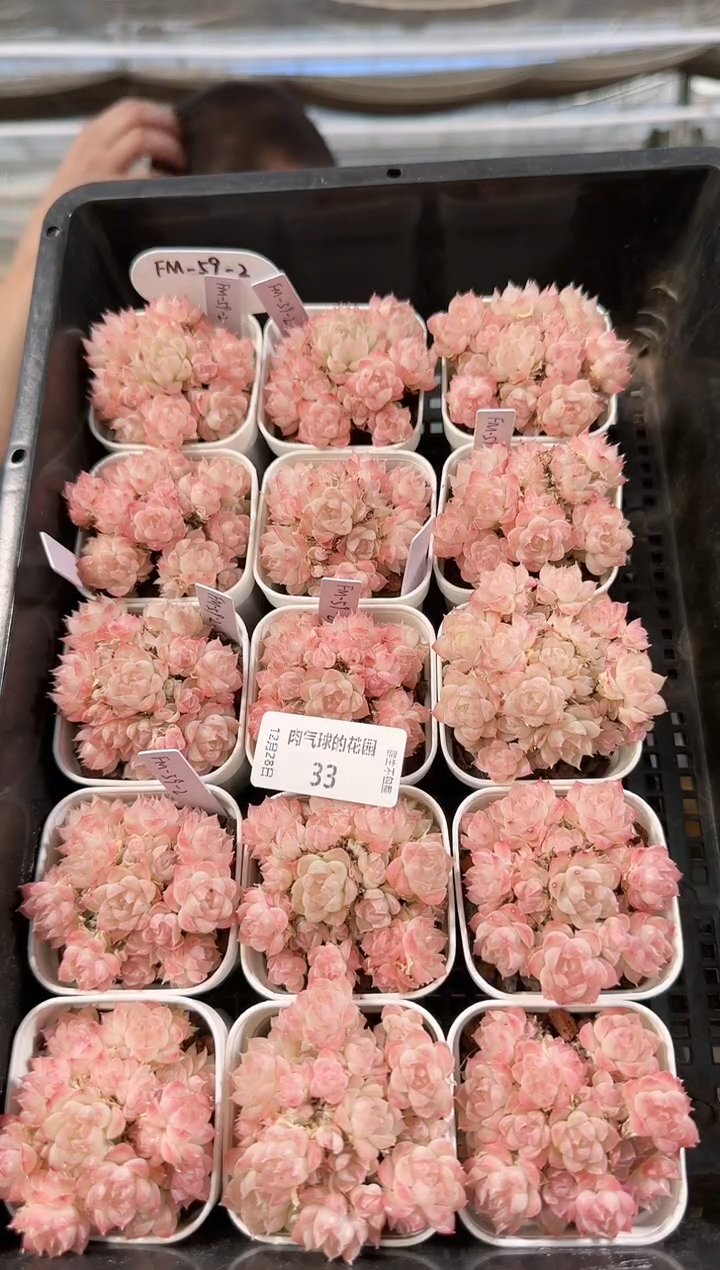 1228-33fm-59-2多肉量拍任意发一颗群生不包整