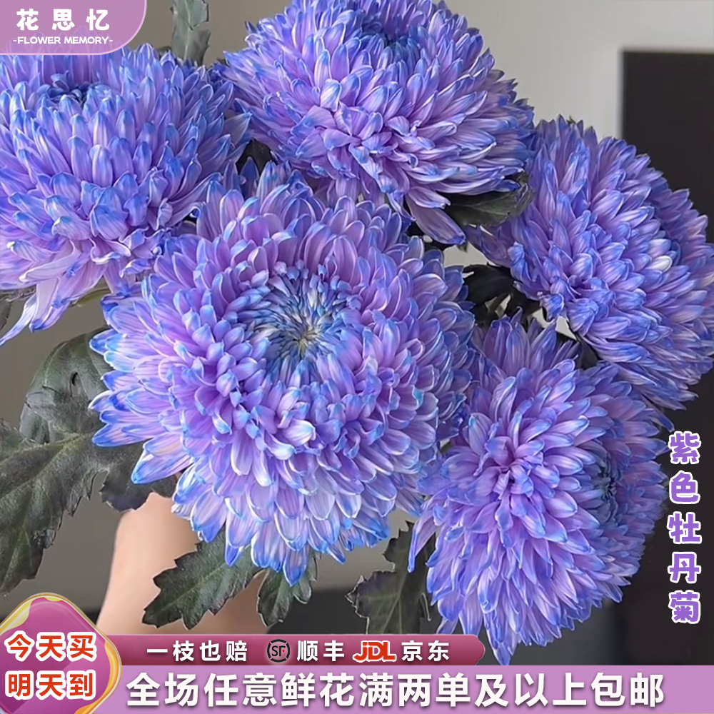 『梦幻紫牡丹菊5枝装』人间富贵花 云南鲜切花 满两单鲜花顺丰京东送货上门送货到家 满三单鲜花送花瓶 次日达