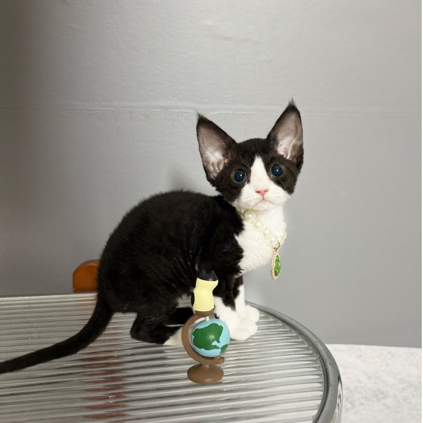 黑白德文卷毛猫  一针疫苗一次驱虫