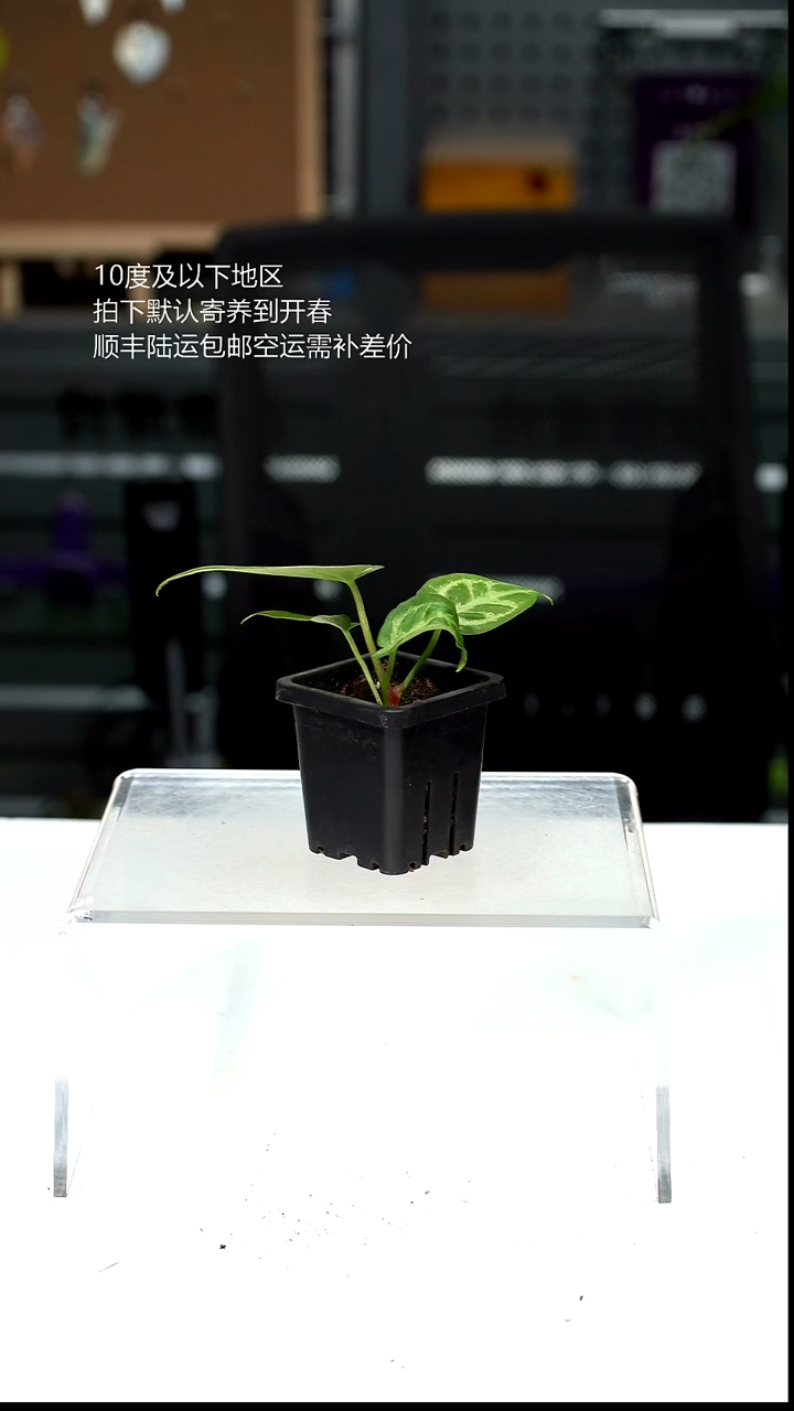 完全开放01-银色面纱