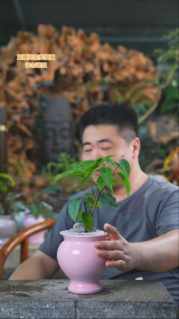 完全开放龙吐珠360+